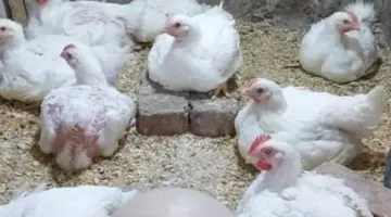 تفاصيل أسعار الدواجن البيضاء والساسو في بورصة الطيور