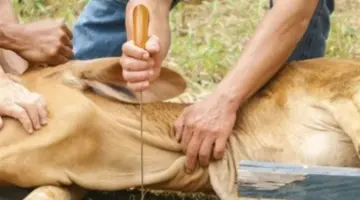 دليل تقسيم الأضحية وآداب التوزيع.. كيف تذبح وتوزع أضحيتك وفق الشريعة الإسلامية؟