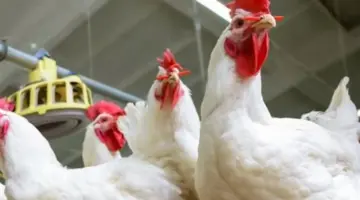 سعر كيلو الفراخ البيضاء اليوم في الأسواق والمزارع.. تحديث مباشر ليوم السبت