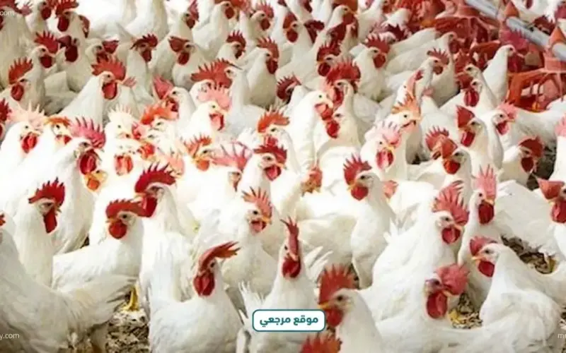 شعبة الدواجن تتوقع تراجع الأسعار 20% قبل عيد الأضحى – موقع مرجعي الإخباري