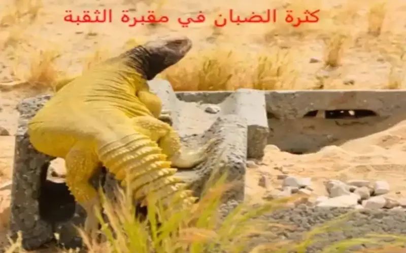 صحيفة المرصد – بالفيديو: انتشار الضبان داخل مقبرة بالخبر واتخاذها القبور جحورًا لها!