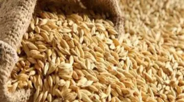 طن الحبة العريضة والرفيعة بكام؟.. سعر الأرز الشعير الآن 2026