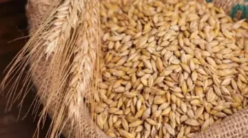 طن الحبة العريضة والرفيعة بكام؟.. سعر الأرز الشعير الآن