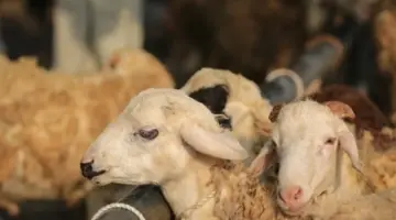 قبل عيد الأضحى 2026.. ما هي شروط اختيار الأضحية السليمة؟
