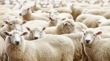 ملك الأضاحي.. اعرف سعر الخروف اليوم في مصر بكام