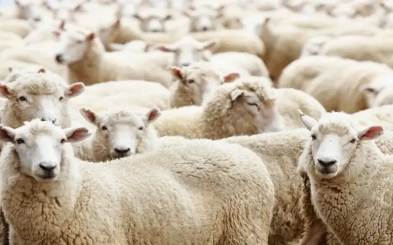 ملك الأضاحي.. اعرف سعر الخروف اليوم في مصر بكام