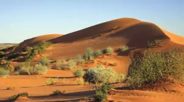 نباتات «خطرة» بفوائد علاجية كبيرة.. أهل الإمارات أدرى بـ «صيدلية صحرائها»