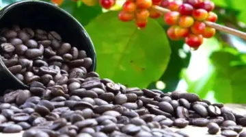 هبوط حاد في أسعار البن، وحفاظ الفلفل على ذروته، وبقاء أسعار الأرز مستقرة.