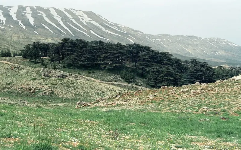 واش بصح كاين “مافيات منظمة” كتستاغل غابات الأرز؟ ها جواب الوكالة الوطنية للمياه والغابات