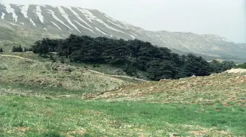 واش بصح كاين “مافيات منظمة” كتستغل غابات الأرز؟ ها جواب الوكالة الوطنية للمياه والغابات