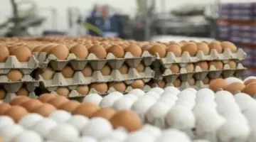 أسعار البيض اليوم الثلاثاء 16 يونيو 2026