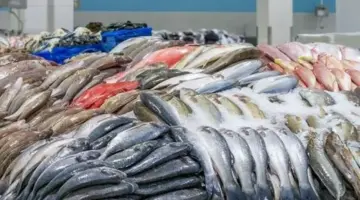 أسعار السمك والجمبري اليوم الخميس 4 يونيو 2026.. البوري بـ 130 جنيهًا