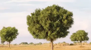 الغاف.. جذور راسخة وقيم أصيلة