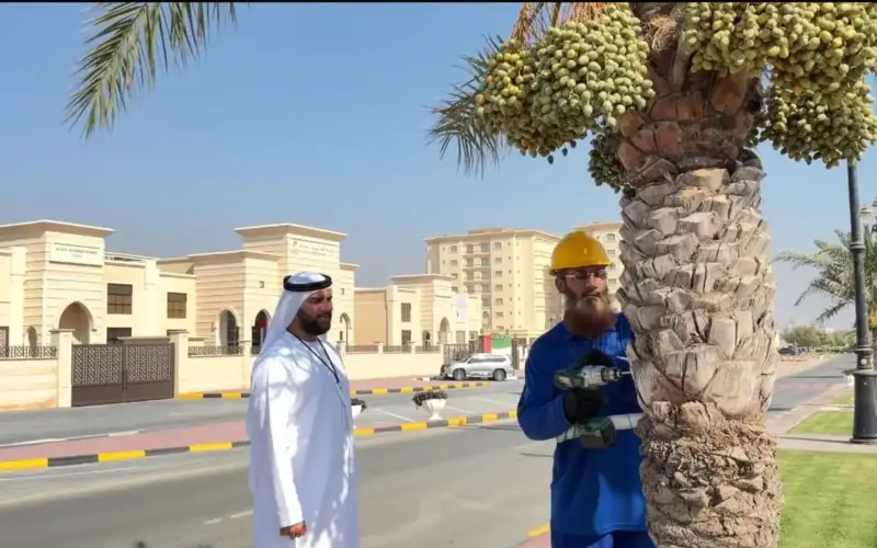 بلدية دبا الحصن تطلق مشروع حصر وترقيم أشجار النخيل