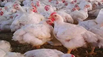 بورصة الدواجن.. أسعار الفراخ البيضاء اليوم الثلاثاء 9 يونيو 2026