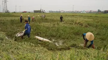 توقعات الطقس لمدينة نغي آن في 9 يونيو: أمطار غزيرة إلى متوسطة وعواصف رعدية متفرقة.