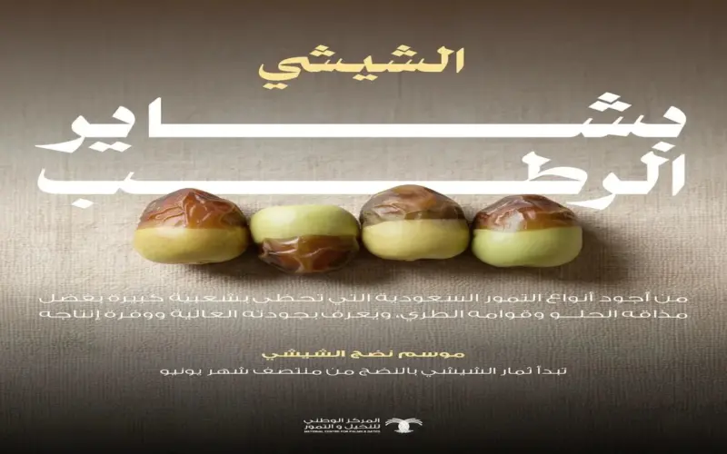 رطب الشيشي يحقق إقبالاً واسعاً مع انطلاق موسم بشاير الرطب