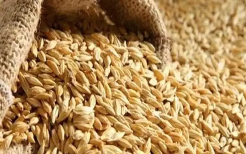 سعر الأرز الشعير اليوم الأحد 14-6-2026 في الأسواق.. الطن بكام؟