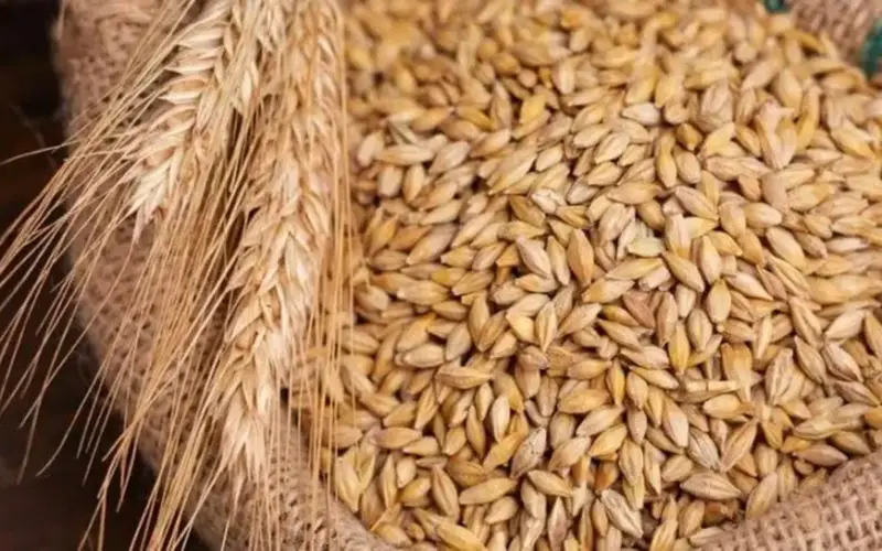 سعر طن الأرز الشعير اليوم الثلاثاء 23 يونيو 2026.. آخر تحديث