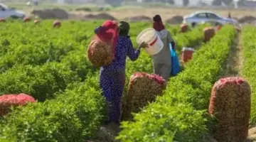 طقس مصر غدا الخميس، أجواء صيفية مستقرة وتحذيرات زراعية