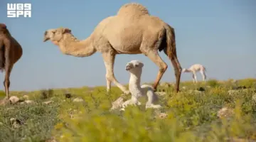 من الحوار إلى الفاطر.. الموروث اللغوي العربي يوثّق رحلة الإبل عبر العصور