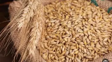 الحبة «العريضة والرفيعة».. سعر طن الأرز الشعير اليوم الأربعاء 1 يوليو 2026